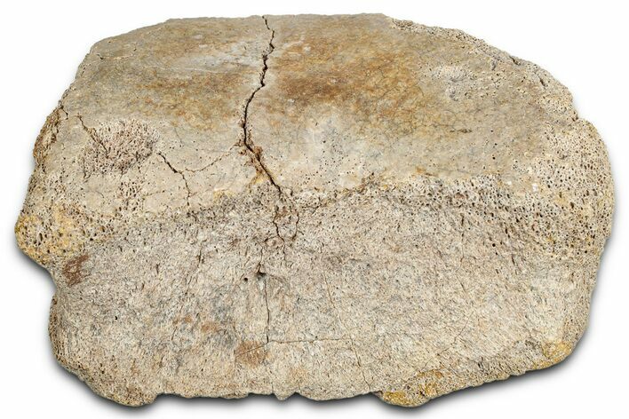 Fossil Hadrosaur Phalanx (Toe) Bone - Wyoming #349475